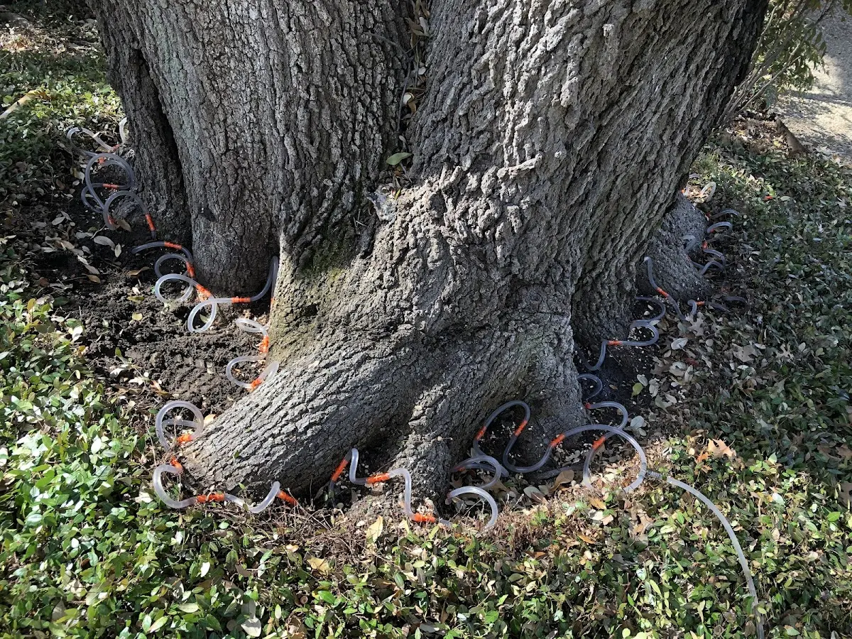 Detailed Tree Cabling and Bracing job site in Mattituck